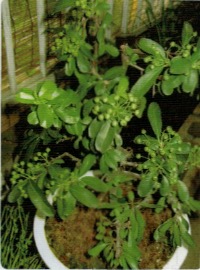 HB-101と顆粒HB-101で植物がよく育つ