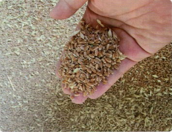 HB-101のおかげで品質の高い小麦を生産