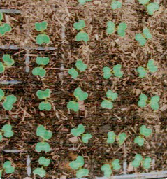 HB-101で発芽率が高く、勢いが良いキャベツの芽