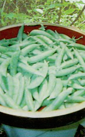 HB-101と顆粒HB-101のおかげでたくさん収穫できたエンドウ豆