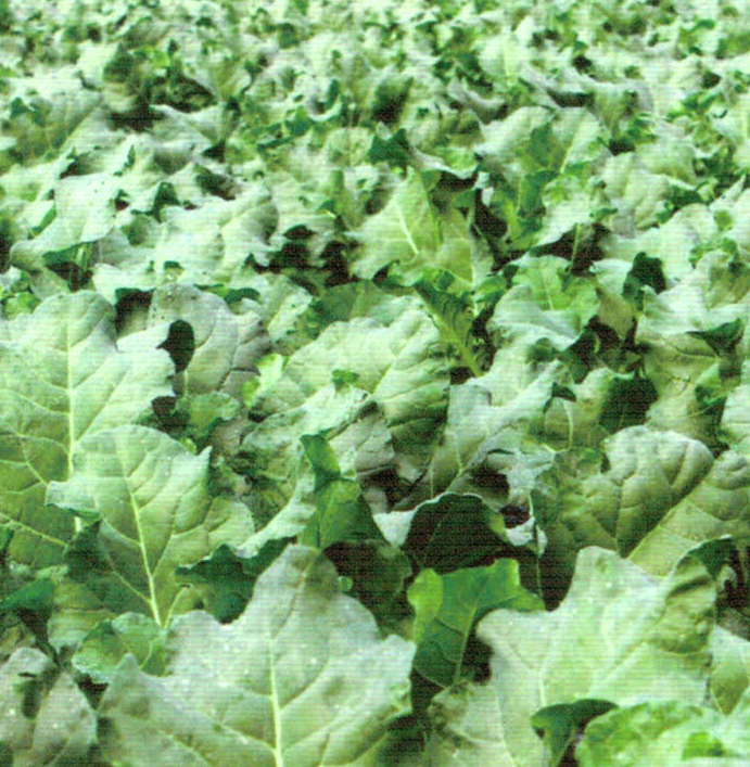 HB-101で完全無農薬栽培をしています。HB-101で栄養価の高いブロッコリーが出来ます。