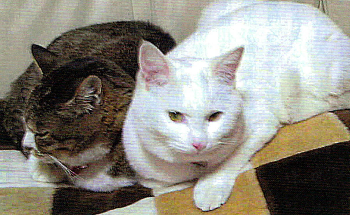 HB-101を飲み水に入れています。おかげで猫はすごく元気です。左側の猫がミミちゃん（16才）で、右側がクーちゃん（３才）です。