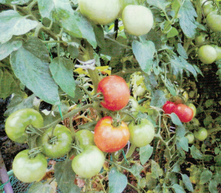HB-101と顆粒HB-101でトマトが１房に９個も生っています。１房に５〜６個は普通に生ります。