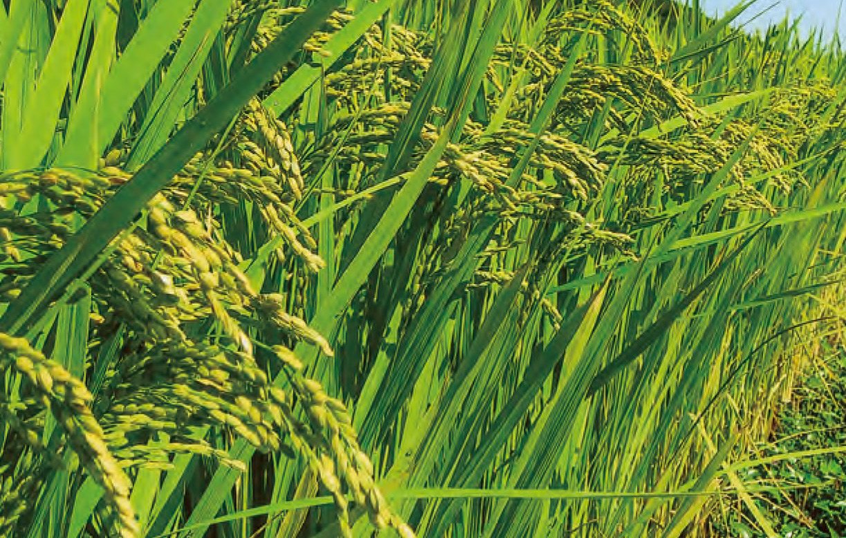 HB―101で粒数の多い立派な稲になります。