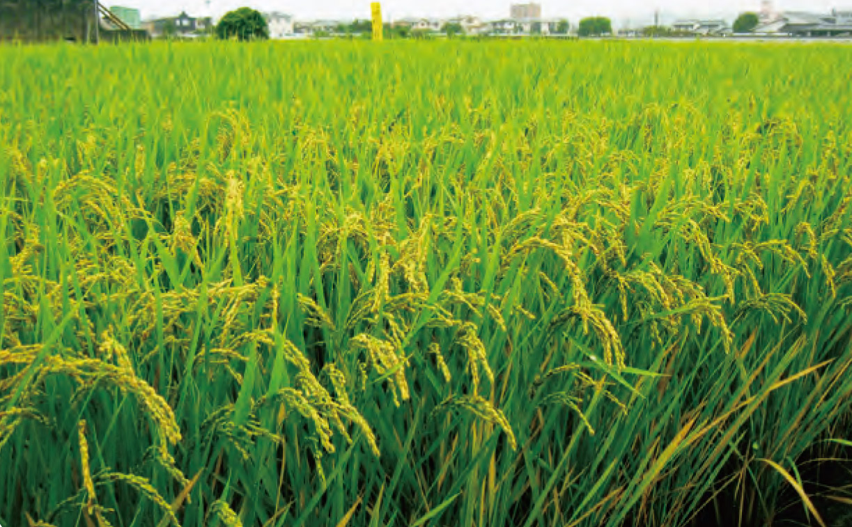 HB―101で稲の茎数や茎の硬さがあり、病気と害虫の発生が 少なくなります。