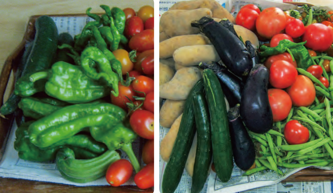 猛烈な暑さに負けず、HB―101でとてもおいしい野菜がたくさん収穫できました。 