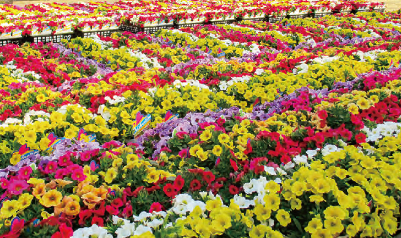 長年、HB―101で高品質の色々な花苗を1年中、生産しています。