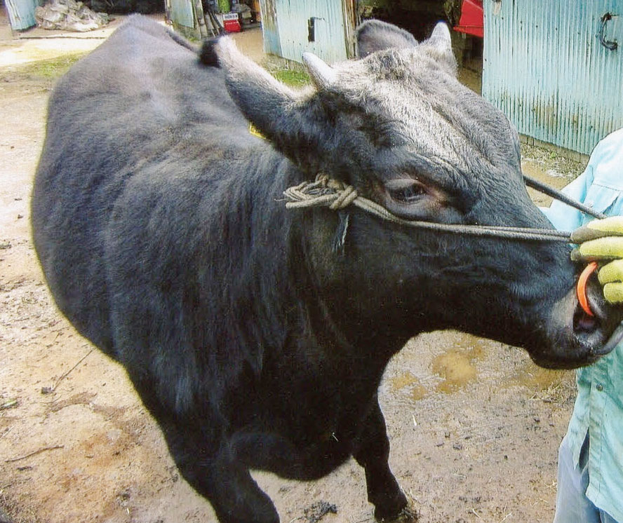 ニオイワンダフルのおかげで母牛と子牛は毎日イキイキと元気に過ごしています。