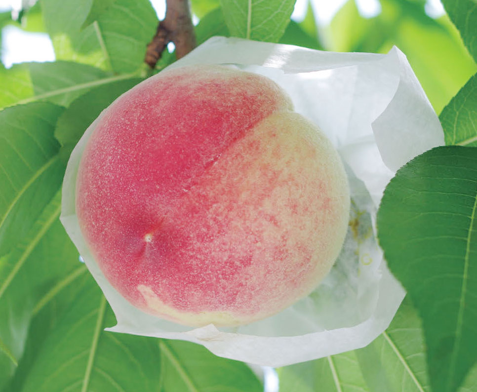  HB-101で桃の日持ちと、玉張りが良くなります。