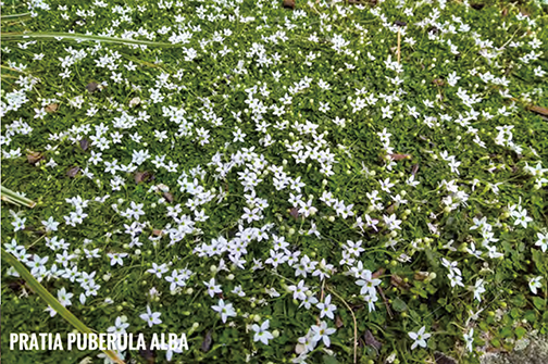 プラティア・プベルラ・アルバをグランドカバーにと平成３１年３月から栽培開始をしたが、５ヶ月経過した令和１年８月でも小さく、土壌環境が適していないのか？と心配した。しかし、令和２年２月にはHB-101のおかげで見違える程の生長ぶり。上の写真のように可愛らしい小さな白い花が無数に増え、全てのグランドをカバーし、雑草が生えなくなってありがたい。