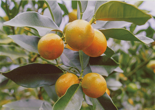 HB-101でキンカンの葉が大きくなって光合成が良くなり、果実が美しく生育中です。