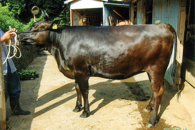 ニオワンダフルのおかげで、黒毛和牛の審査で点数が高得点の８２.３となり、 体重が５１５㎏になりました。