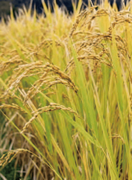 HB-101を使用して栽培したお米や野菜は、安全でおいしいです。