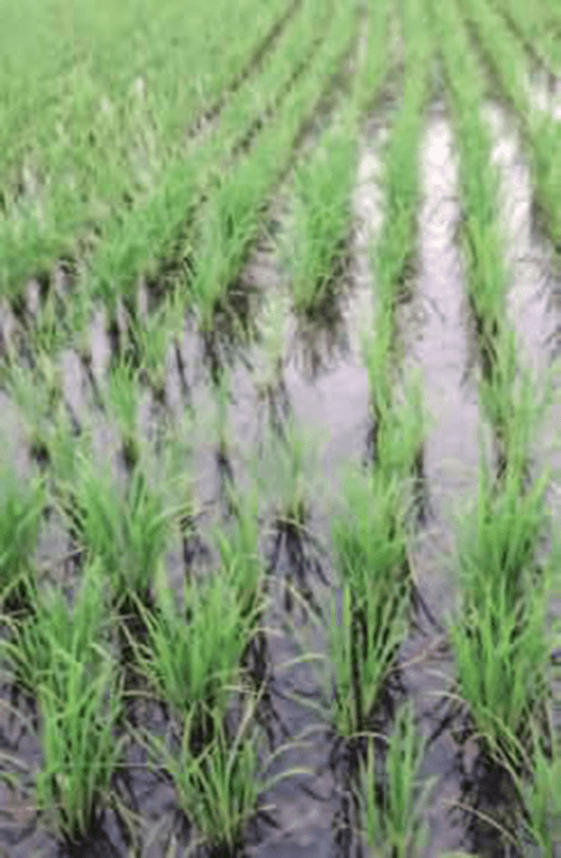 HB-101のおかげで稲がよく育っています。