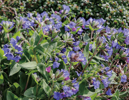 アラビスという花のようで、鮮やかな濃紺色がきれいです。