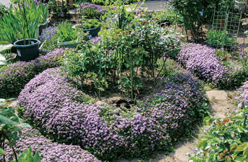 紫の花が庭一杯に広がりました。ハーブの一種のタイム（和名：ジャコウイブキ）のすっきりした香りがとても好きです。数年でこのように増えますので、皆さんも１株植えてみて下さい。