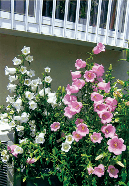 HB-101で釣鐘草の花が色鮮やかに長く咲き続け、切り花にしても長持ちします。