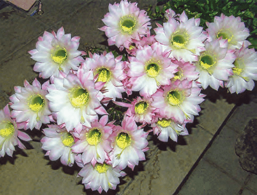 HB-101で玉サボテンの花が23ヶも1度に咲いてくれました。
