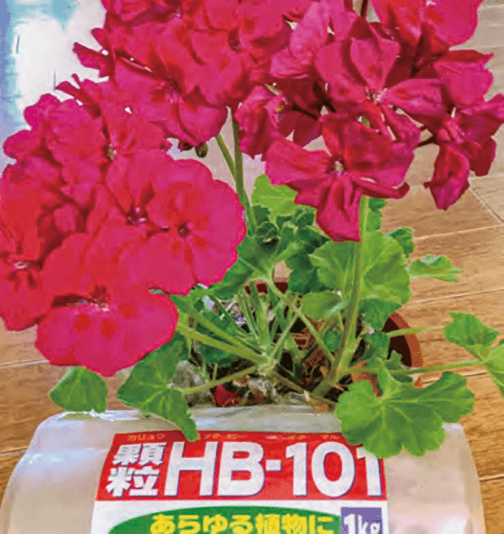 HB-101と顆粒HB-101でゼラニウムの花がきれいに咲きました。