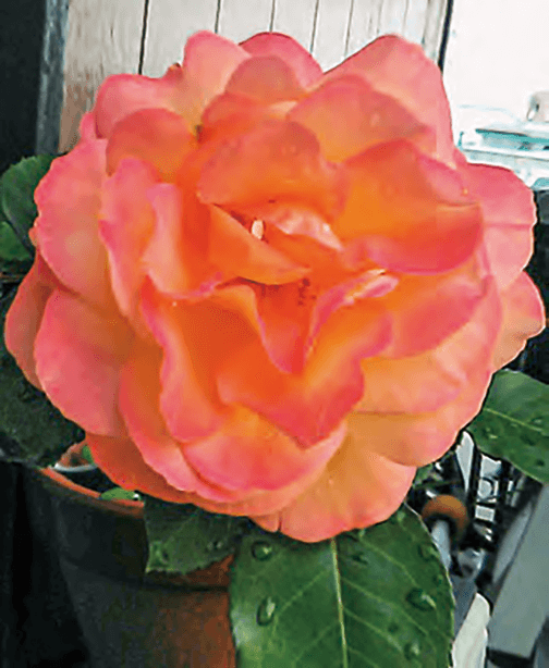 色が変化するアンネのバラです。