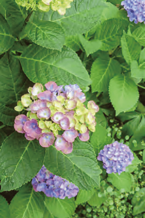 紫陽花はHB-101で青紫のきれいで素晴らしい花を咲かせます。