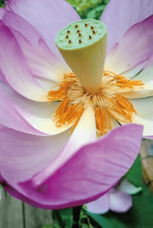 大賀ハスがHB-101でみるみるうちに大きくなり、きれいで素晴らしい花を咲かせました。
