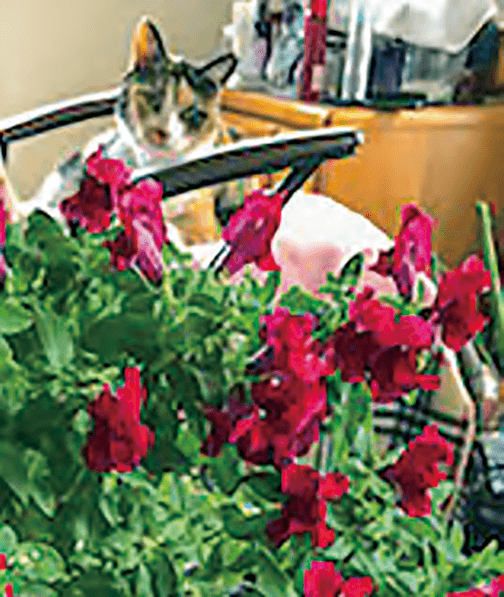 HB-101で花は美しく、HB-101の飲み水で、8才の猫のすみれはとても元気です。