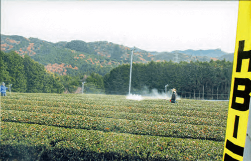HB-101の5,000倍液を、1週間に1回、春、夏、秋、冬の1年中、散布し続けています（写真は三重県いなべ市北勢町の千司久連の北茶農場です）。