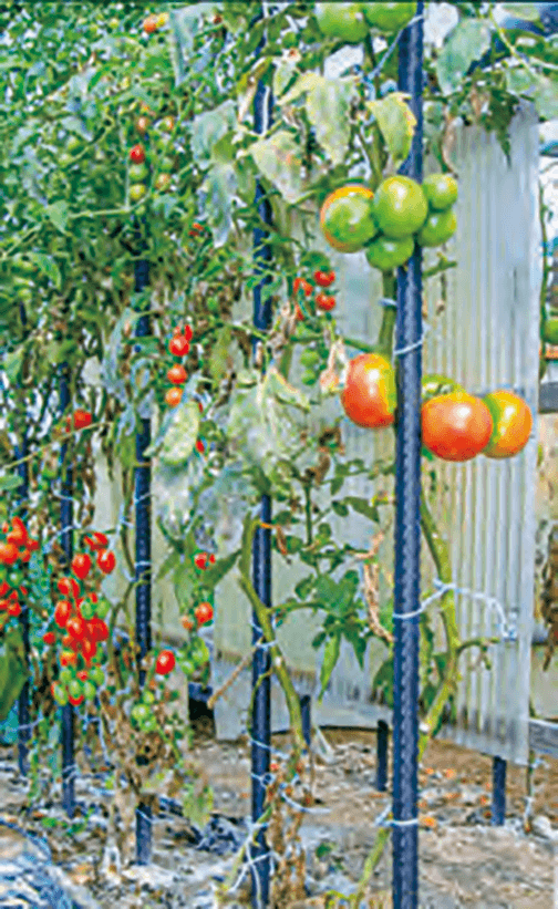 トマトとミニトマトの色がHB-101できれいで、おいしくなります。