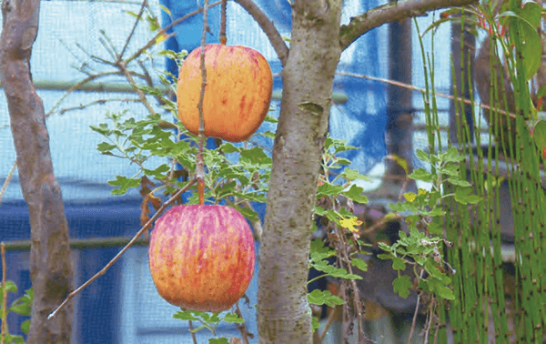HB-101と顆粒HB-101で、鉢植えなのに、大きなリンゴが2ヶも出来ました。