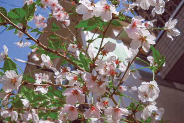 HB-101のおかげで日本桜が4mほどになり、見事な花を咲かせてくれました。