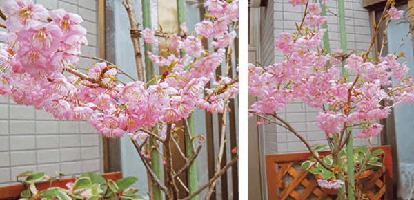 HB-101のおかげで毎年、桜が美しく、きれいな花を見せてくれています。