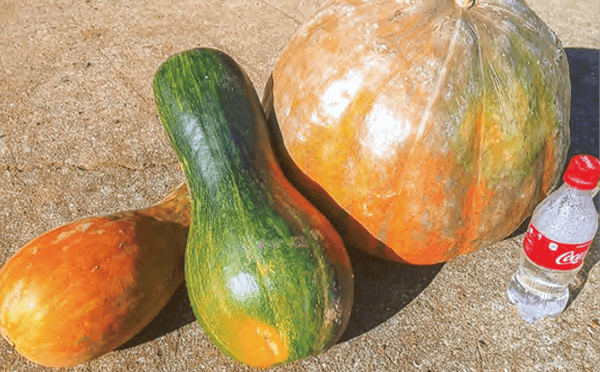 HB-101と顆粒HB-101で、色艶がとてもきれいな南瓜が最高の出来です。