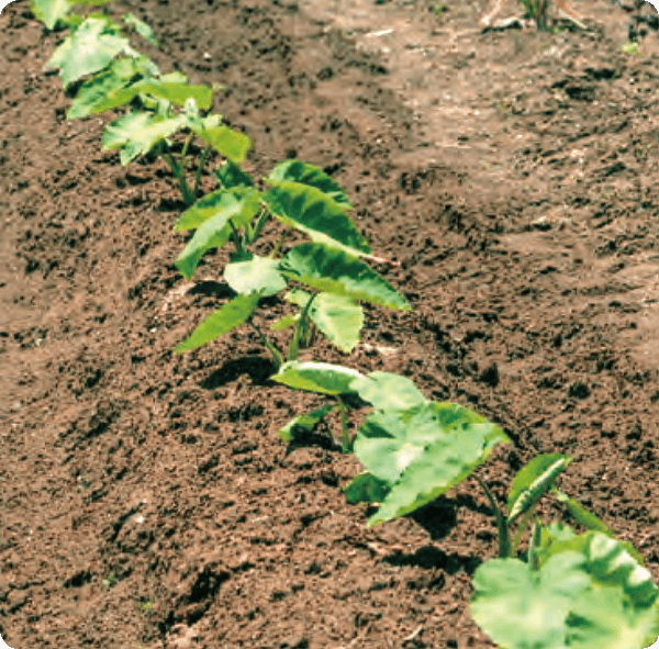 サトイモの種芋を植える時に、顆粒HB-101を土に混入します。