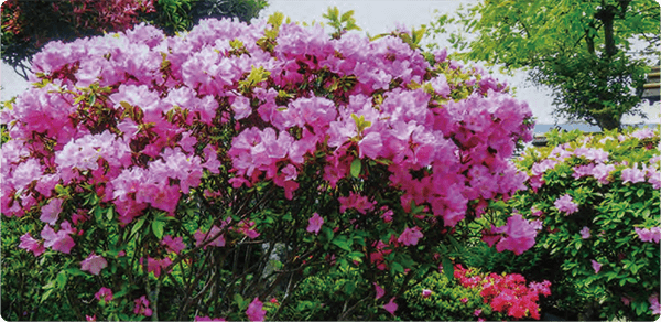 HB-101で石楠花と躑躅が、例年に無く見事に綺麗に咲きました。