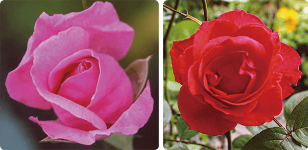 苗作りからHB-101を使用して育てたバラの色彩は美しく、そのバラの花々を見ていると、心がときめきます。