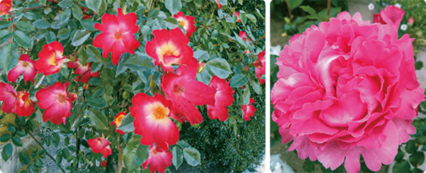左の写真のバラのカクテルと、右の写真のバラのイヴ・ピアジェが、HB-101で素晴らしく美しく、輝く様にきれいです。