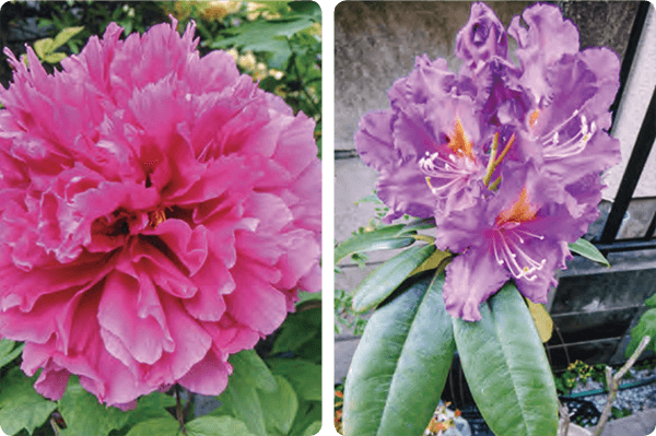何年も咲かなかったボタン(左)としゃくなげ(右)の花がHB-101で見事に咲いています。