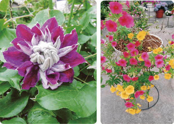 HB-101できれいな色の八重のクレマチス(左)とカリブラコア(右)の花が咲いています。