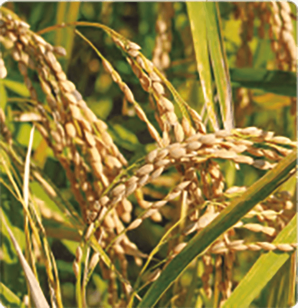 HB-101で育てた稲のモミは大きく、数も多くついています。
