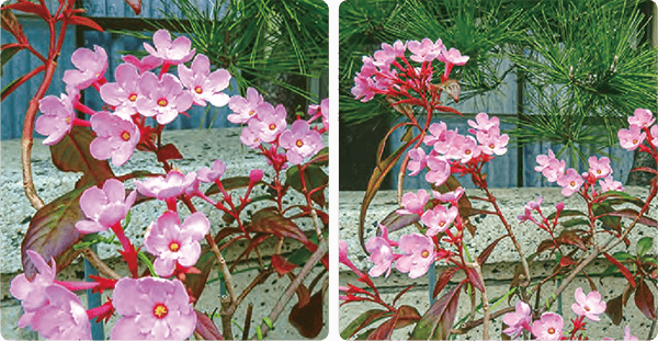 HB-101でニオイ桜が大きくなり、花着きが良くなり、長く満開に咲いています。