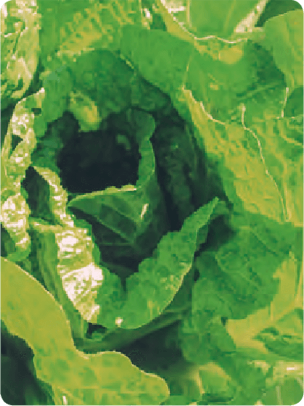 HB-101散布で、色、味ともに申し分なく育つ白菜です。