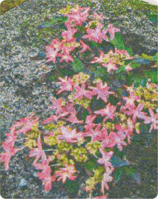 HB-101できれいなアジサイが咲きます。