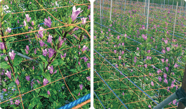 リンドウの活着率が、HB-101のおかげで、ほとんど99％になり、素晴らしく美しいリンドウが咲きます。