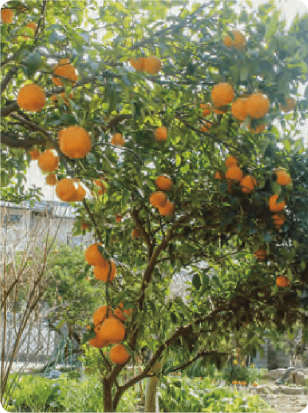HB-101で金柑子が毎年豊作です。