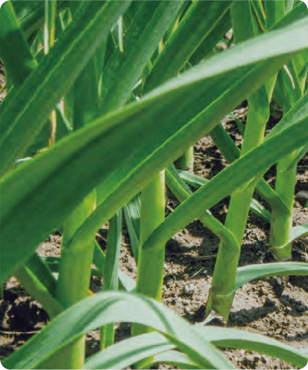 HB-101で稲の苗が生き生きし、HB-101と顆粒HB-101で、ニンニクの茎と葉が立派になり、連作障害が出ません。