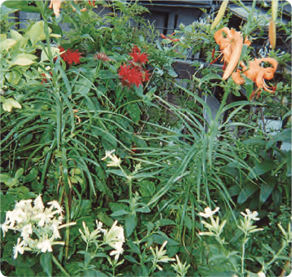 色々な花や植物が、HB-101で超元氣に育っています。