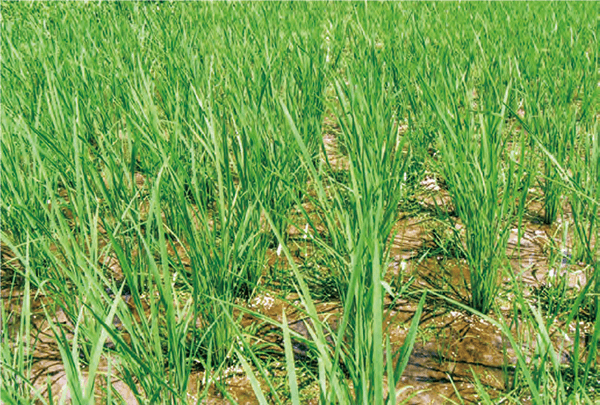 HB-101のおかげで、ばか苗病の発生がなく、稲が立派に生長します。