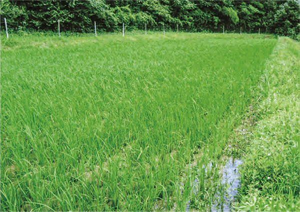 HB-101で、稲は病気と害虫の発生が少なく、立派に生長します。