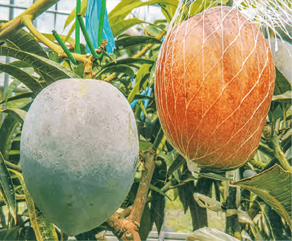 HB-101のおかげで、甘くておいしい最高級のマンゴーが収穫できます。